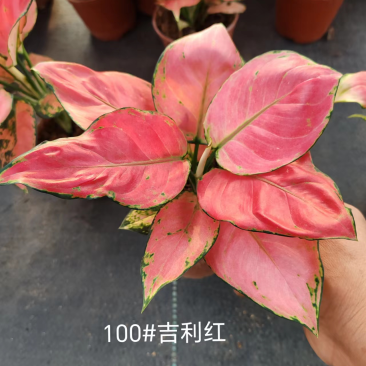 100吉利红