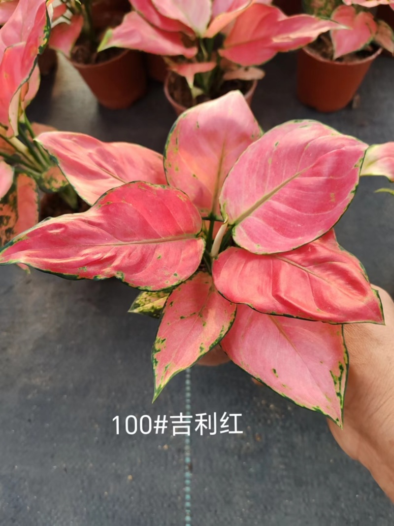 100吉利红