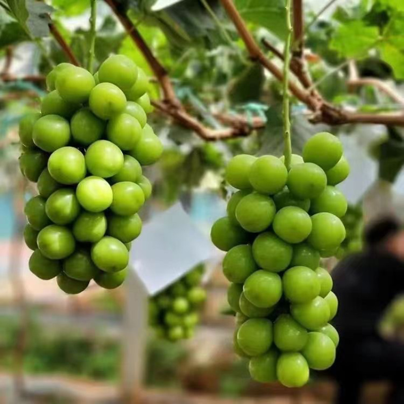 山东莱西阳光玫瑰，一手货源，现摘现发，货源充足，大量发货