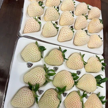 山东青岛淡雪白草莓大量上市，产地直发，有需要的我