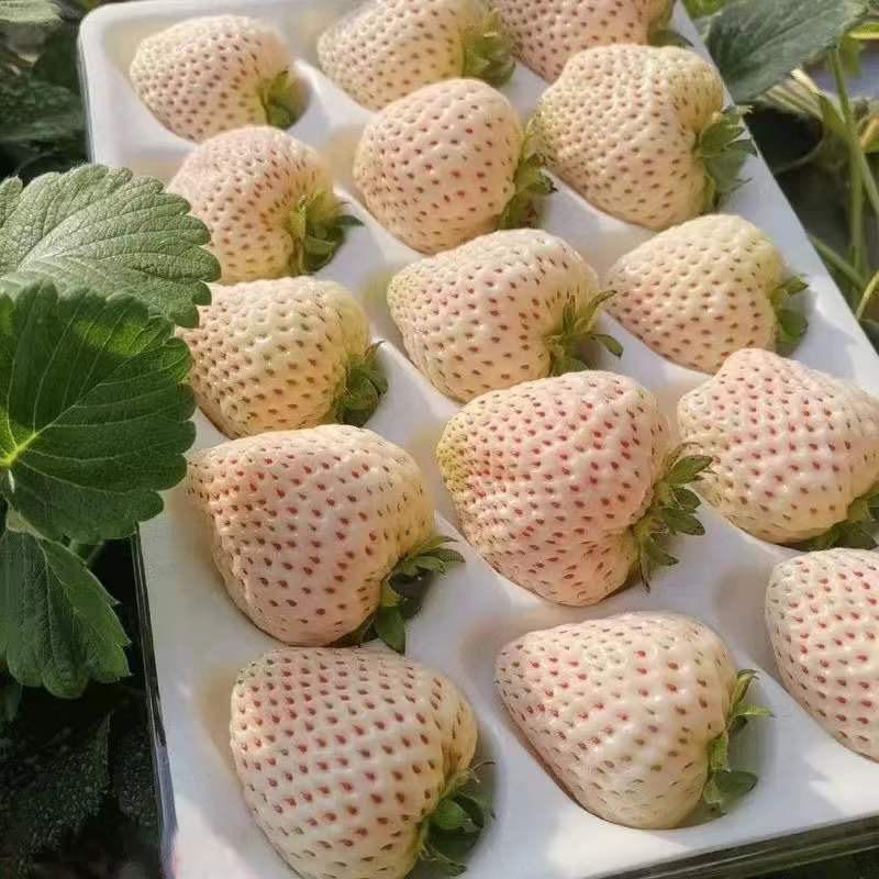 山东青岛淡雪白草莓大量上市，产地直发，有需要的联系我