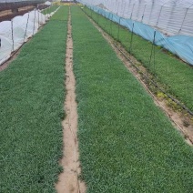 地被石竹，常夏石竹，耐抗寒，绿化精品苗。