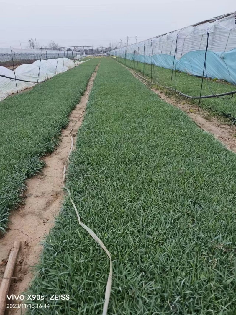 地被石竹，常夏石竹，耐抗寒，绿化精品苗。