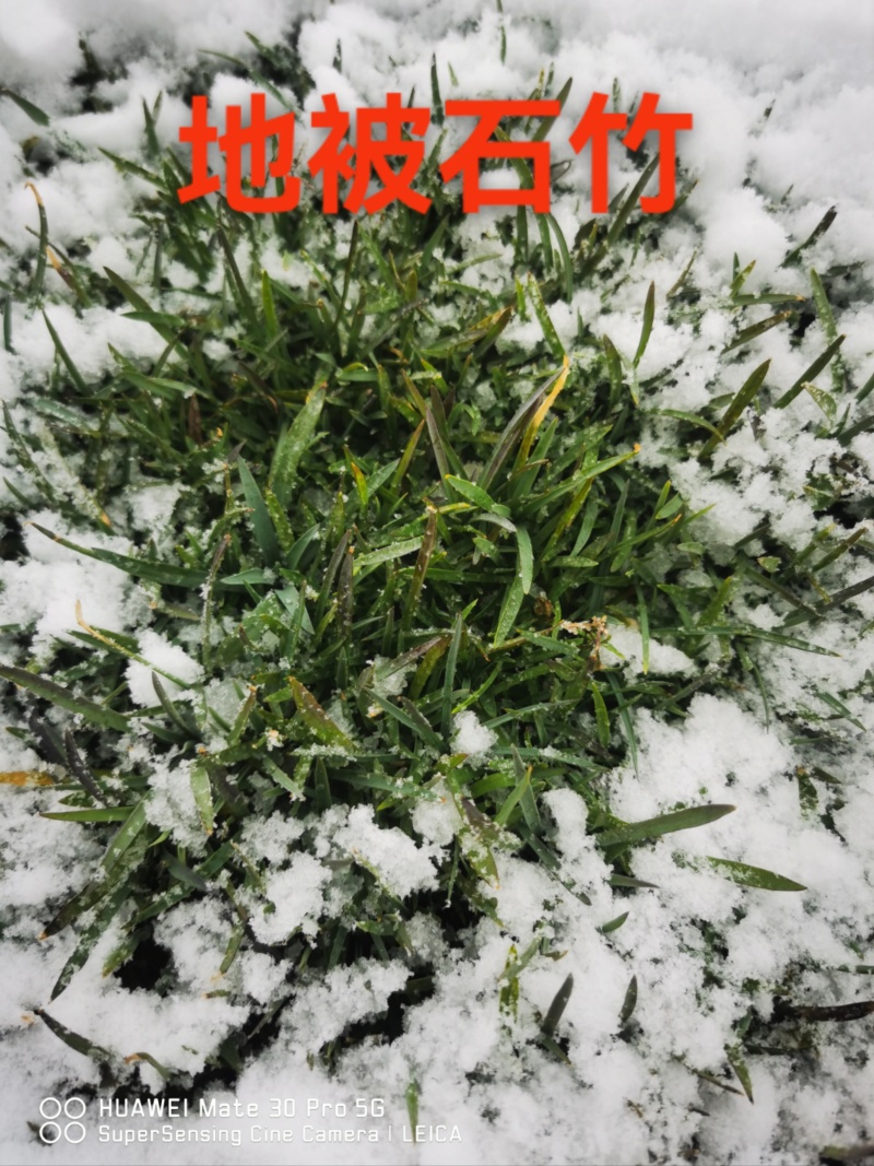 地被石竹，常夏石竹，耐抗寒，绿化精品苗。