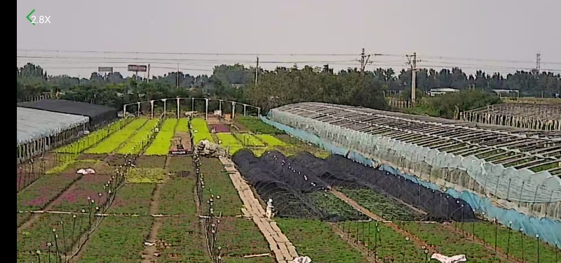 地被石竹，常夏石竹，耐抗寒，绿化精品苗。