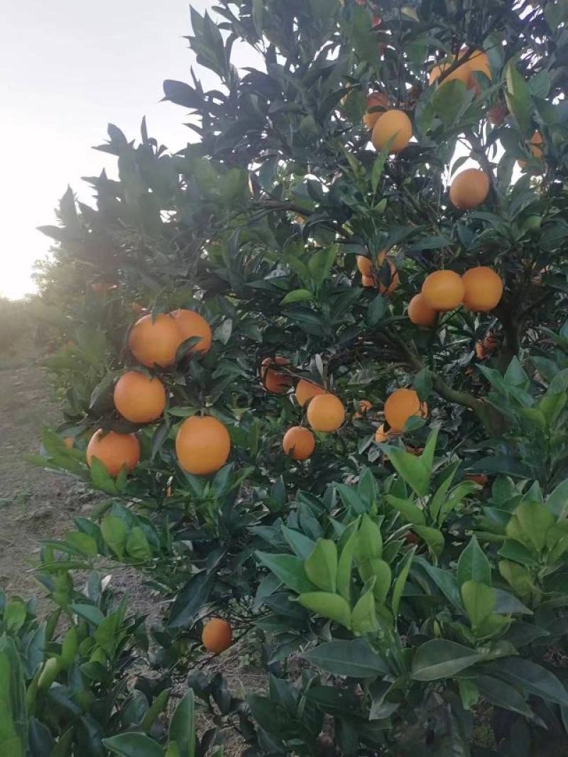 纽荷尔脐橙大量上市全国发货品质保证皮薄多汁欢迎来电咨询