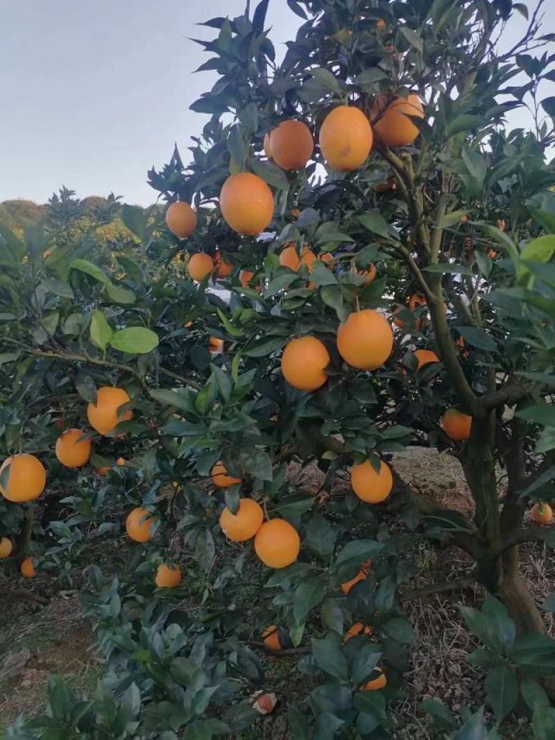 纽荷尔脐橙大量上市全国发货品质保证皮薄多汁欢迎来电咨询