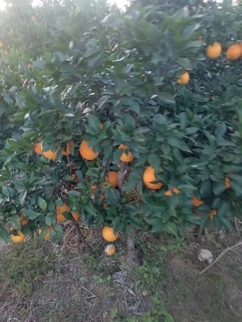 纽荷尔脐橙大量上市全国发货品质保证皮薄多汁欢迎来电咨询