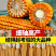 郑原玉432省心免化控：矮杆抗倒密植型优质玉米种子