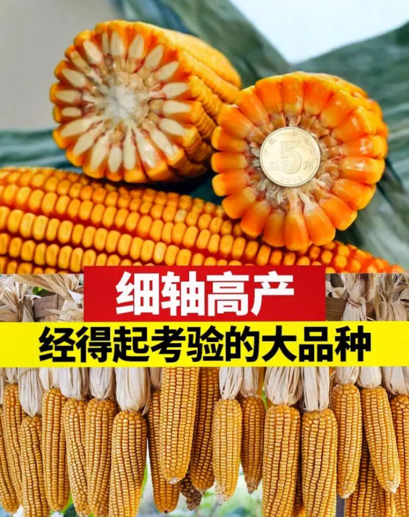 郑原玉432省心免化控：矮杆抗倒密植型优质玉米种子
