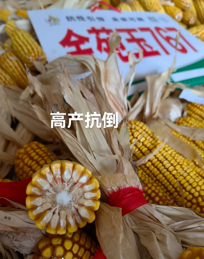郑原玉432省心免化控：矮杆抗倒密植型优质玉米种子