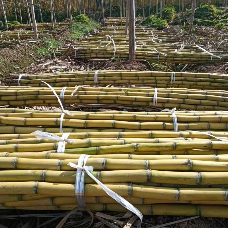 精品黄金甘蔗量大从优基地直发货源充足