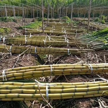 精品黄金甘蔗量大从优基地直发货源充足