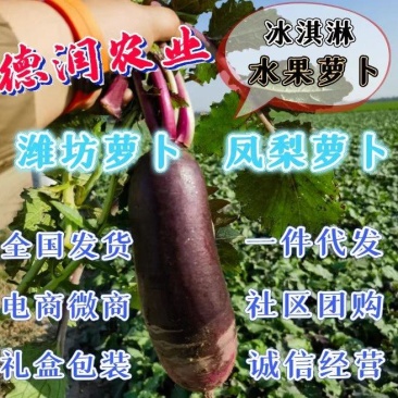 紫皮冰激凌萝卜冰淇淋萝卜冰糖心萝卜紫皮冰激凌萝卜水果萝卜