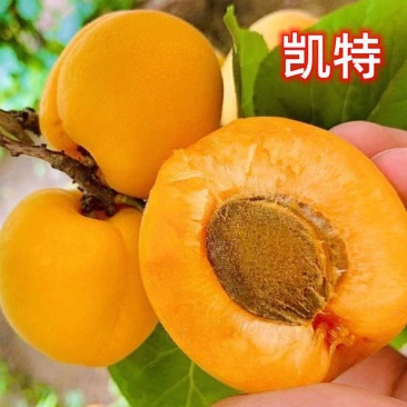 正宗凯特杏树苗嫁接大果杏子苗盆栽地栽庭院南北方种植耐寒
