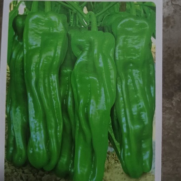 （精品）辣椒苗薄皮椒苗泡椒苗青椒苏椒5号成活率高