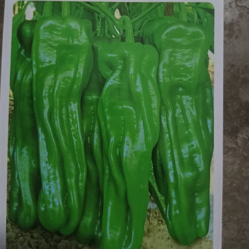 （精品）辣椒苗薄皮椒苗泡椒苗青椒苏椒5号成活率高