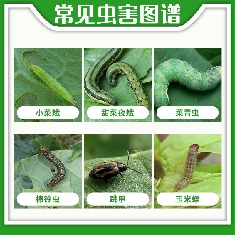 夜狼5%高氯甲维盐高效氯氰菊酯蔬菜甘蓝小菜蛾青虫杀虫剂