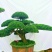 罗汉松