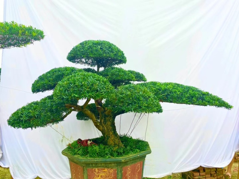 罗汉松