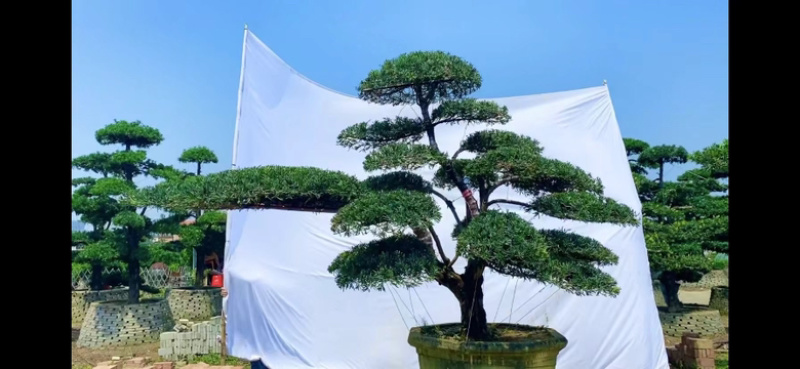 罗汉松