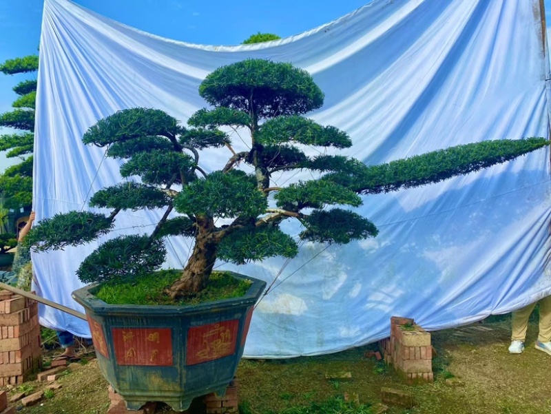 罗汉松