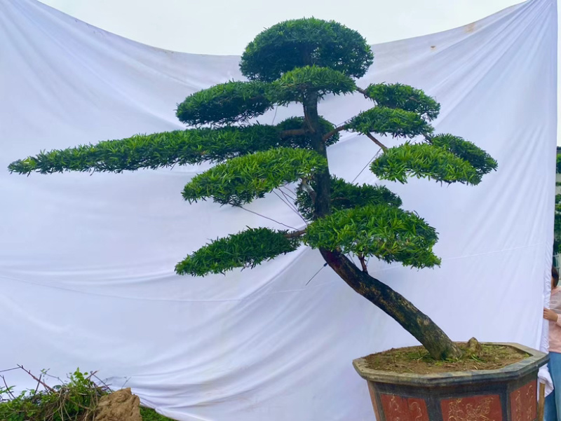 罗汉松