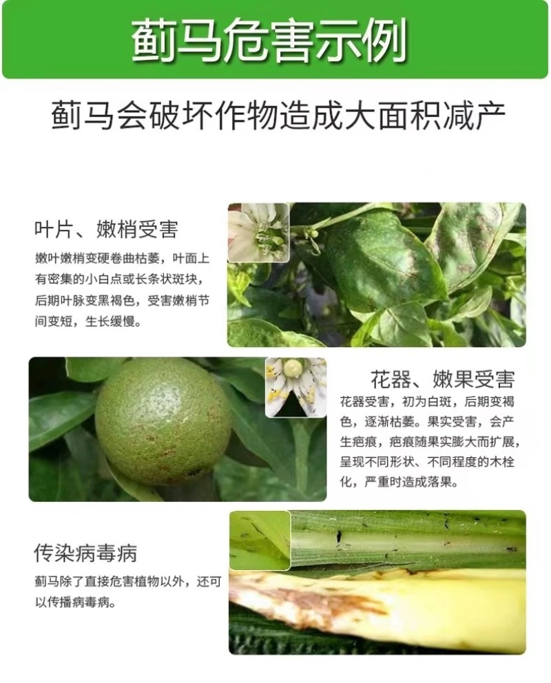 镖蓟5%甲维盐甲氨基阿维菌素苯甲酸盐抗性蓟马专用药杀虫剂