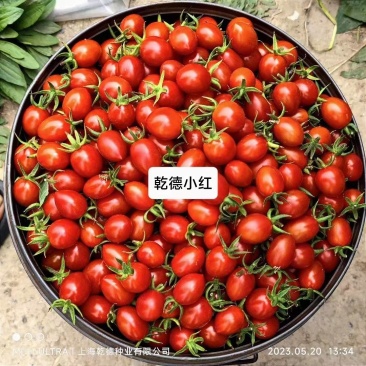 【包邮】乾德小红口感好小大红樱桃番茄种子甜蜜蜜