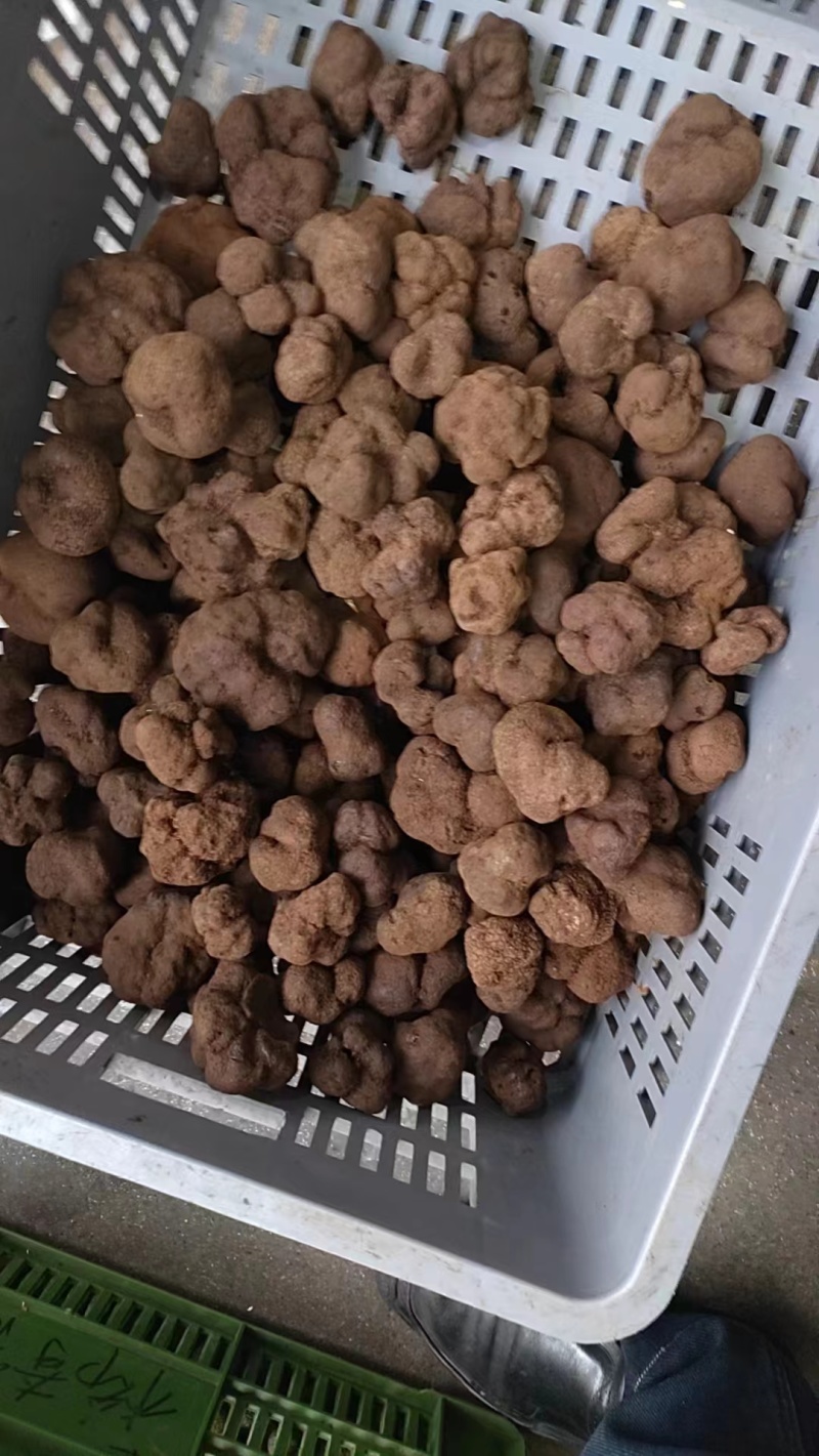 黑松露野生产品全国都可以发货精品质量需要的联系