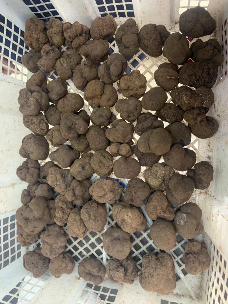 黑松露野生产品全国都可以发货精品质量需要的联系