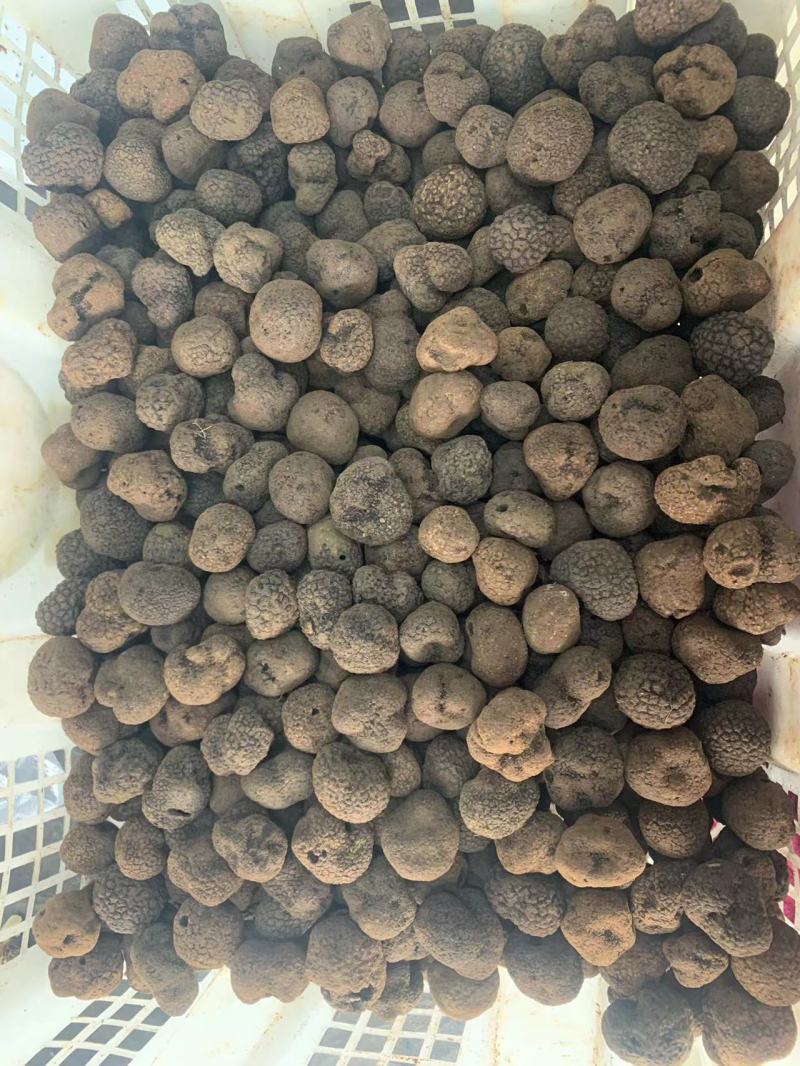黑松露野生产品全国都可以发货精品质量需要的联系
