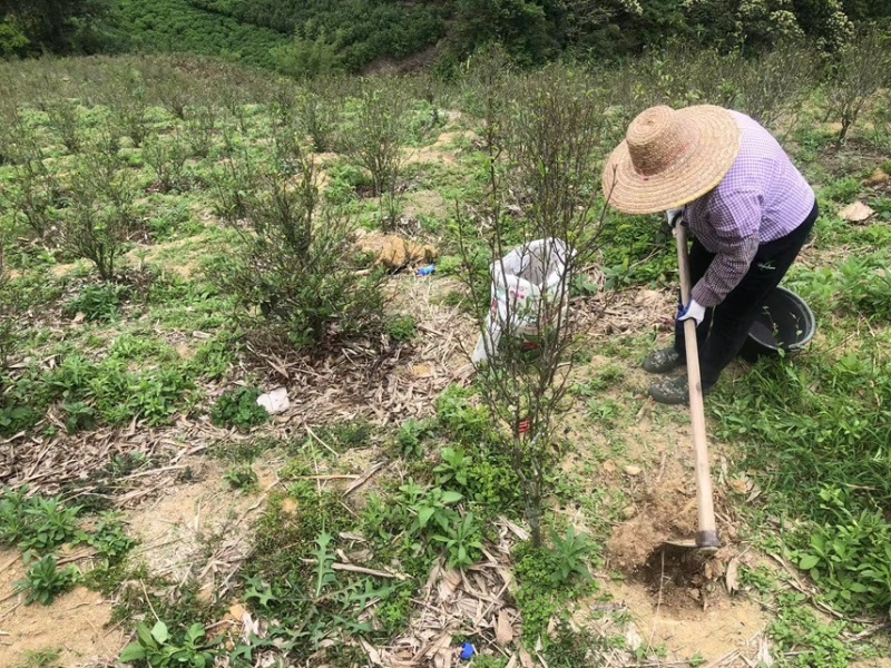 凤凰单丛茶-鸭屎香礼盒半斤装-源头核心凤凰山高山生态茶园