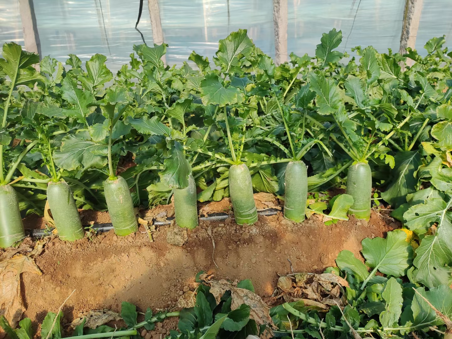萝卜温室种植实景图