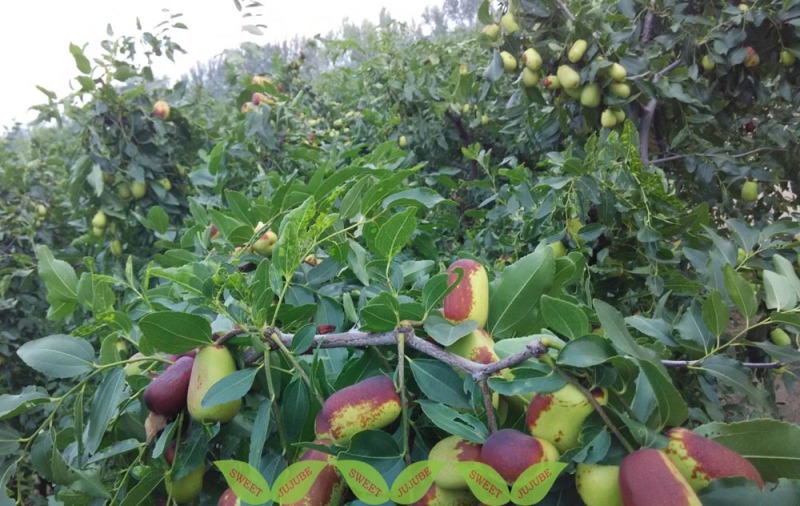 北枣南种枣树苗云南枣树苗广西枣树苗广东枣树苗苗圃