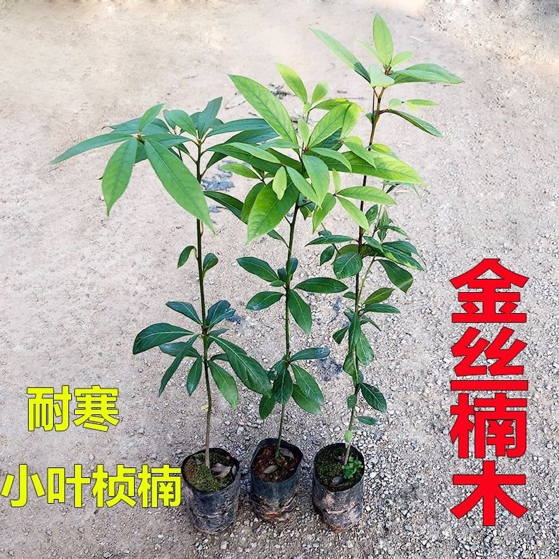 金丝楠木树苗四川正宗金丝楠木树苗名贵苗木金丝楠小叶桢楠树