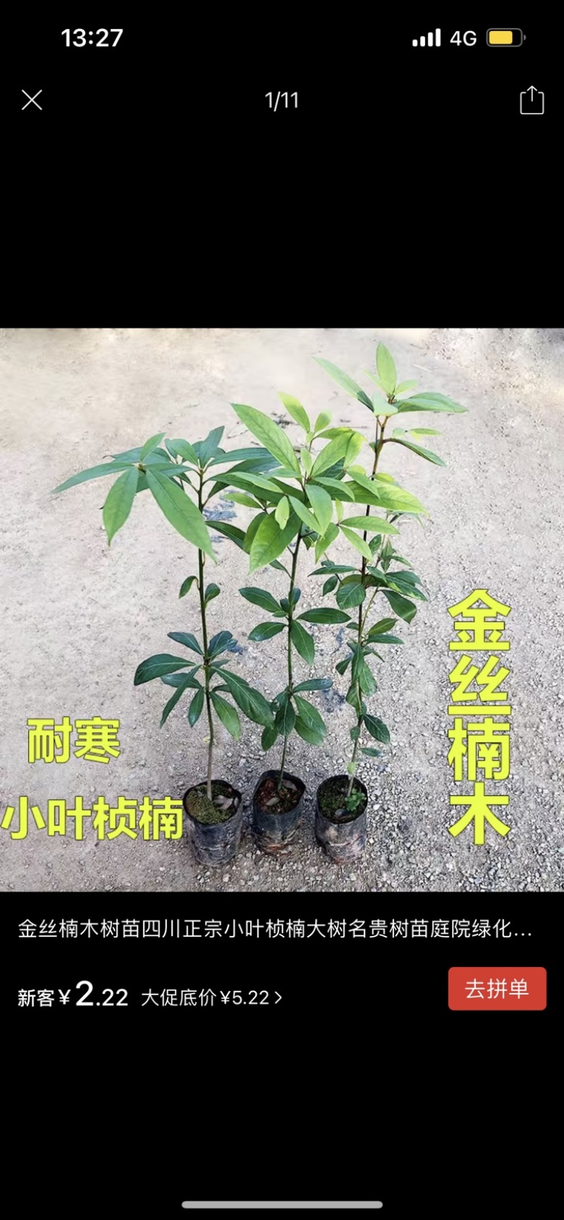 金丝楠木树苗四川正宗金丝楠木树苗名贵苗木金丝楠小叶桢楠树