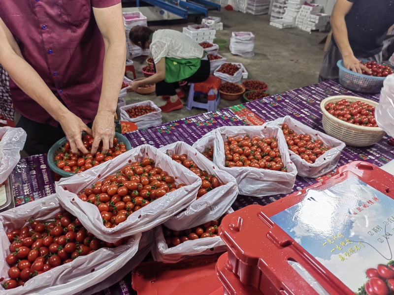 海南陵水千禧圣女果实力场地直供欢迎前来洽谈