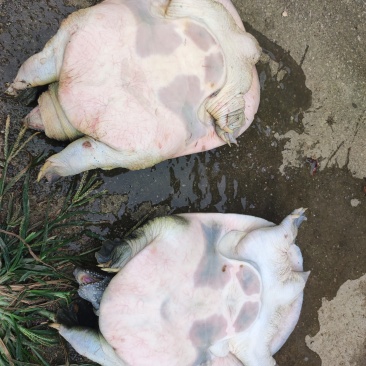 生态甲鱼山沟水养殖，甲鱼自己觅食，3年以上，体重2斤起步