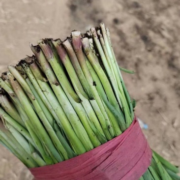 头刀紫根小捆韭菜