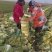 新野县联赢万亩蔬菜基地大量供应黄心大白菜