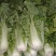 秋绿60白菜