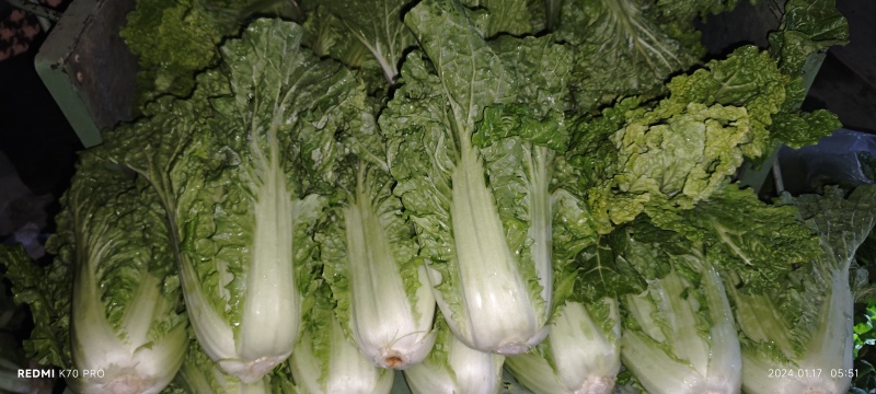 秋绿60白菜