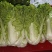 秋绿60白菜