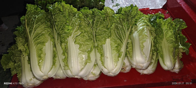 秋绿60白菜