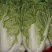 秋绿60白菜