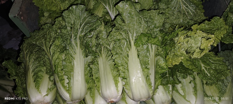 秋绿60白菜