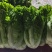 秋绿60白菜