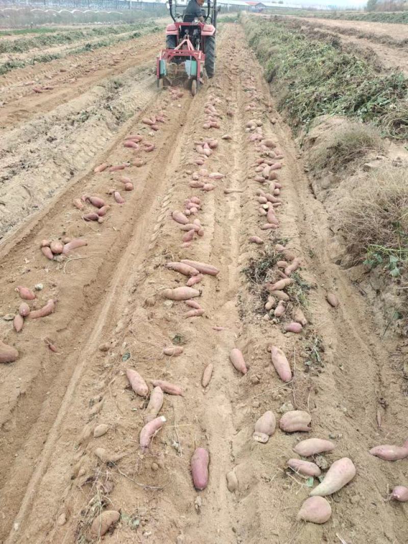 烟薯25济26紫薯西瓜红/山东临沂基地供货对接全国采购商