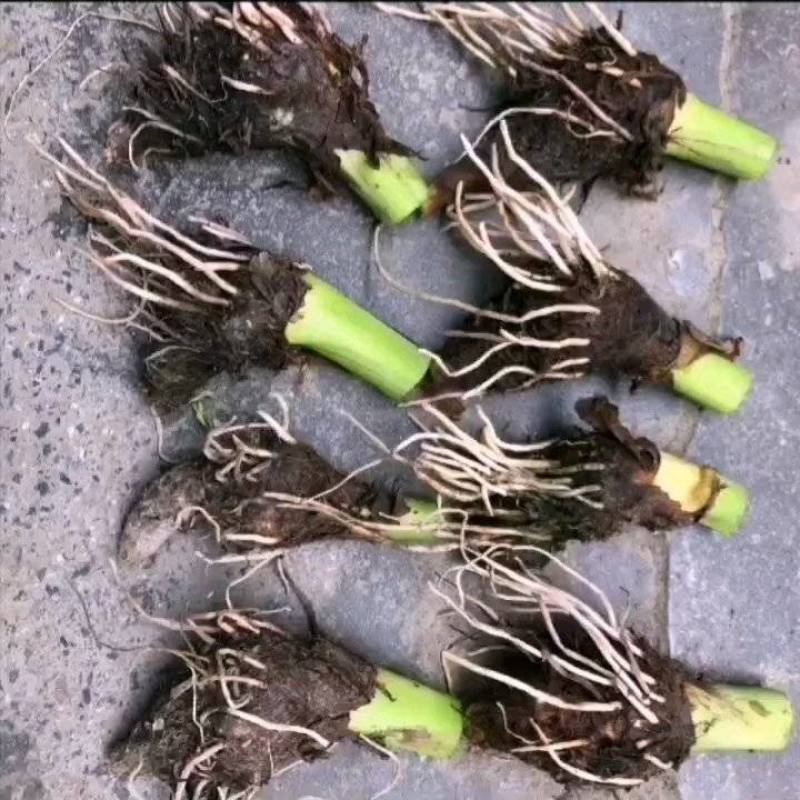 广西万亩芋头基地大量供应正宗荔浦芋头种子